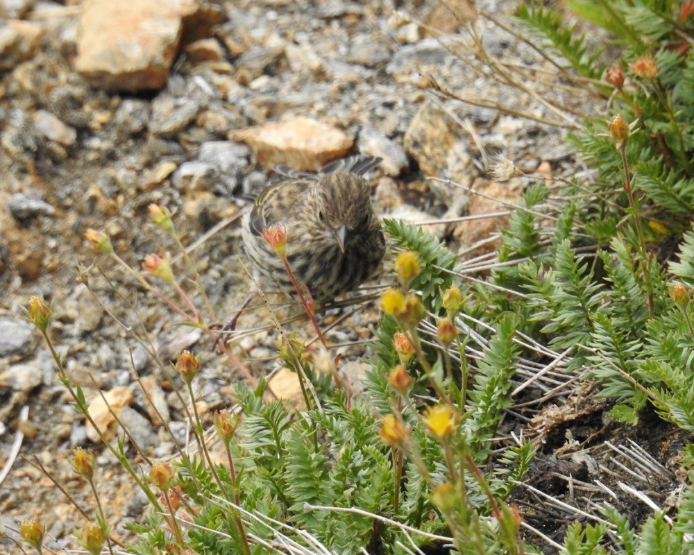 Pine Siskin - ML73524111