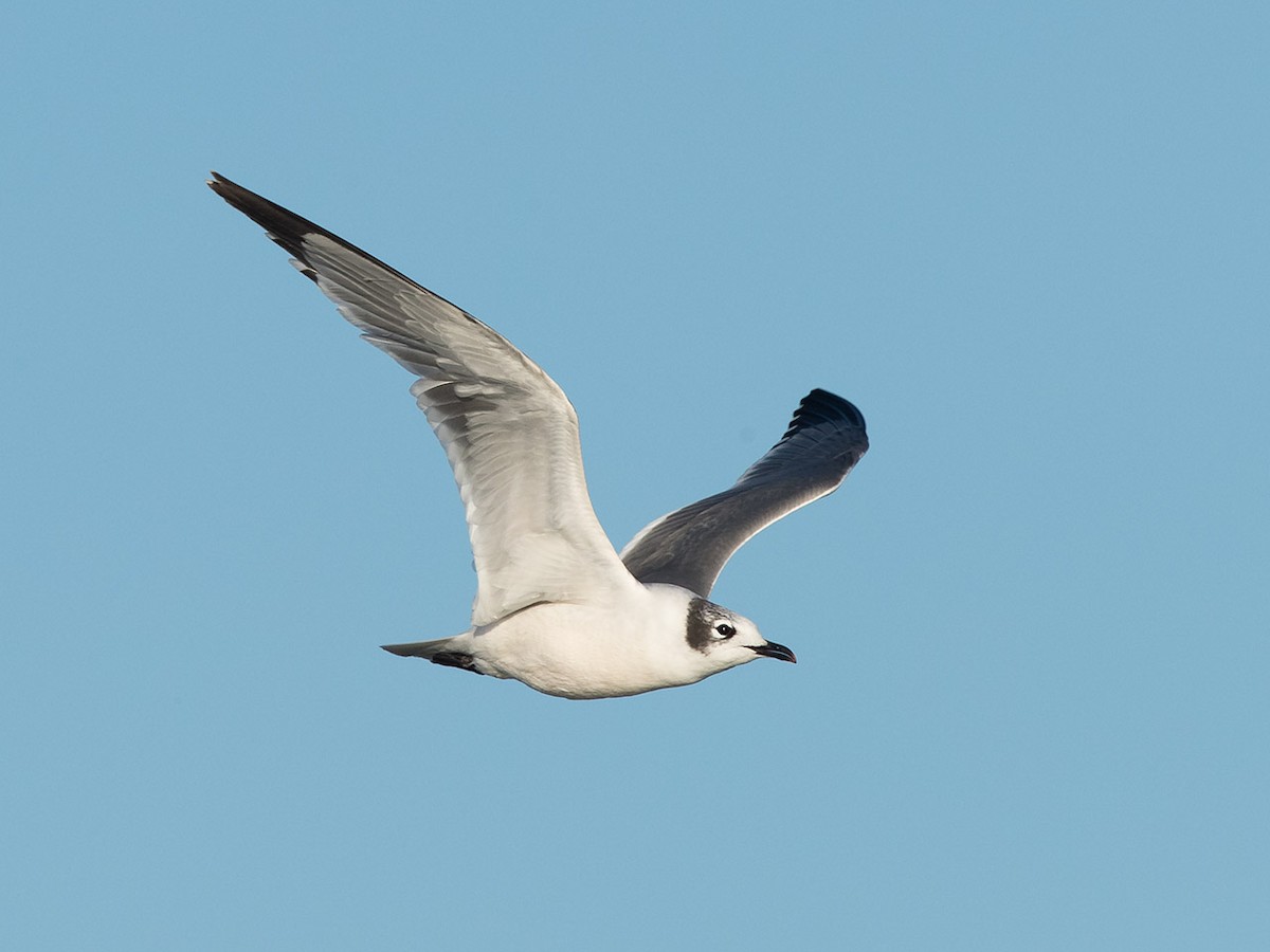 Franklin's Gull - Mike Cameron