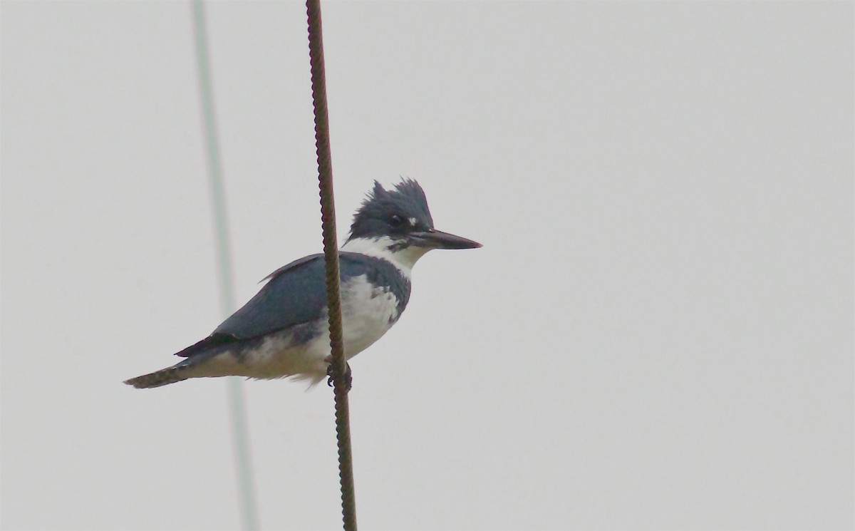 Belted Kingfisher - ML73525091