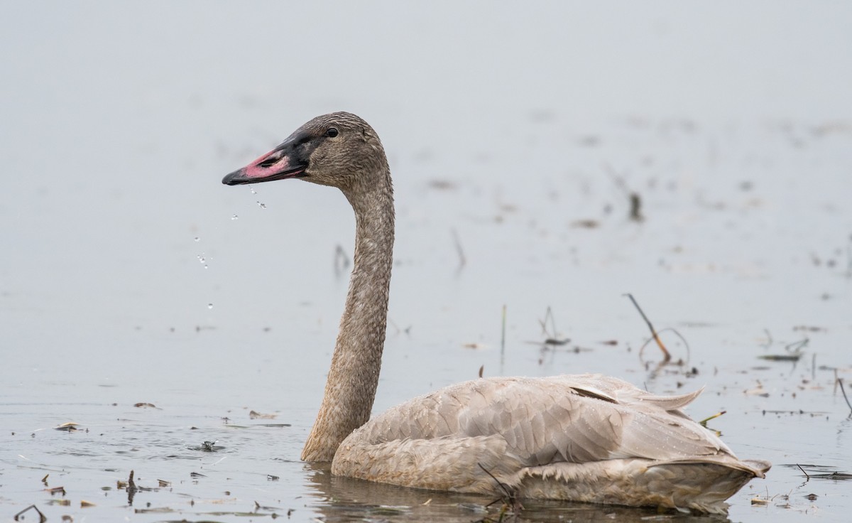 Trumpeter Swan - Simon Boivin