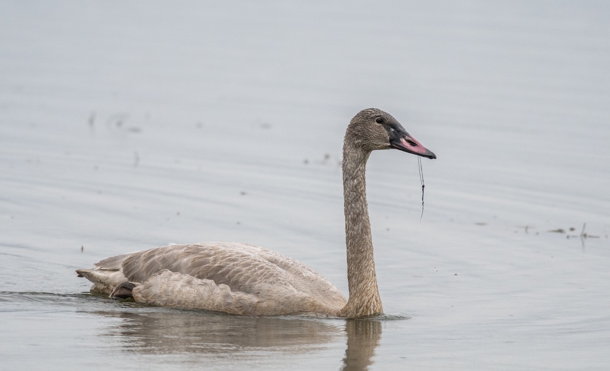 Trumpeter Swan - Simon Boivin