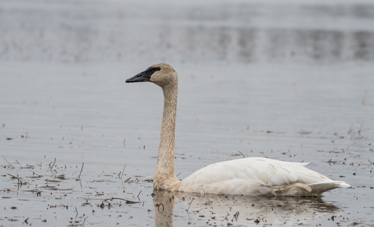 Trumpeter Swan - Simon Boivin