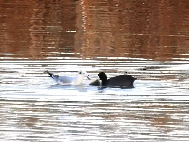 Bonaparte's Gull - ML73525751