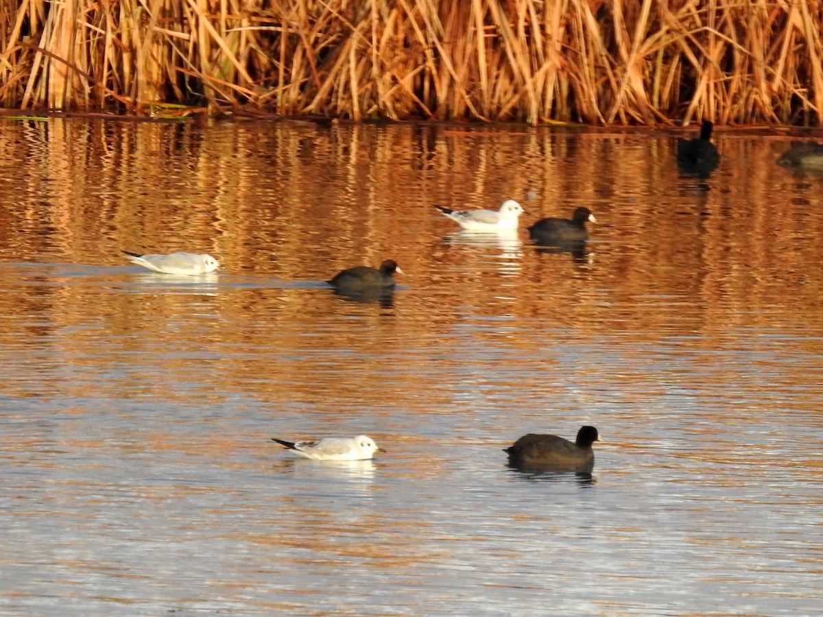 Bonaparte's Gull - ML73525761