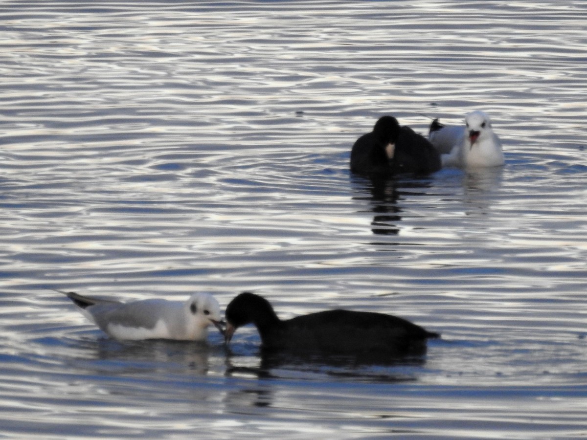 Bonaparte's Gull - ML73525771