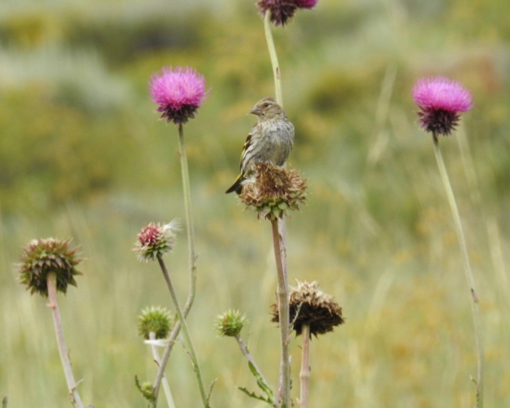 Pine Siskin - ML73525871