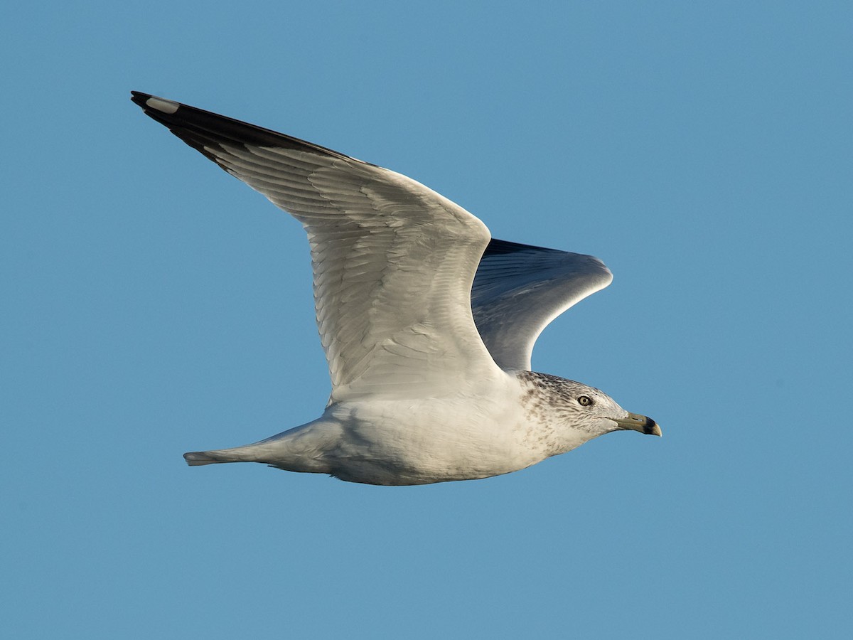 Ring-billed Gull - Mike Cameron