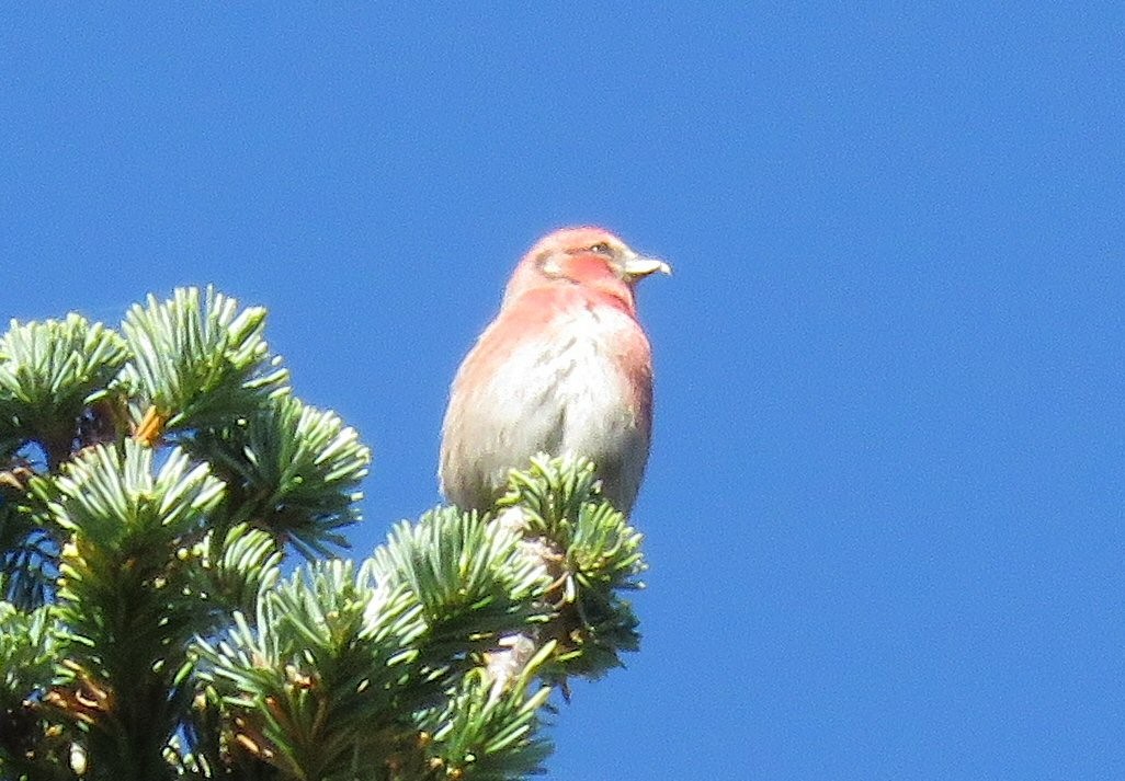 White-winged Crossbill - ML73527281