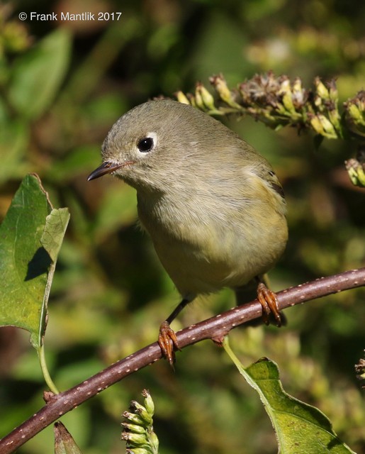 Ruby-crowned Kinglet - ML73528151
