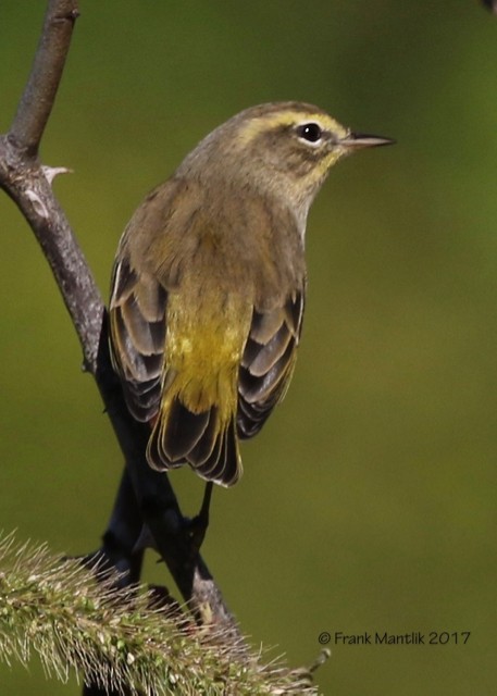 Palm Warbler (Yellow) - ML73528301