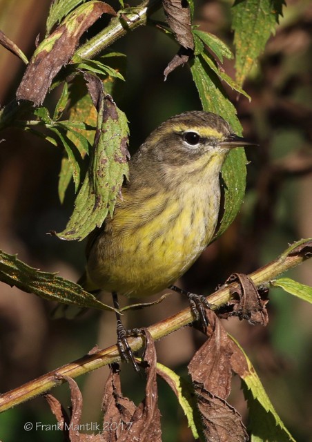 Palm Warbler (Yellow) - ML73528311