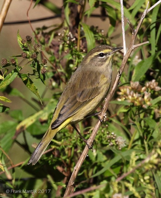 Palm Warbler (Yellow) - ML73528321
