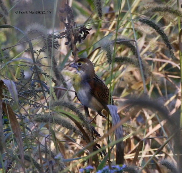 Dickcissel - ML73528401