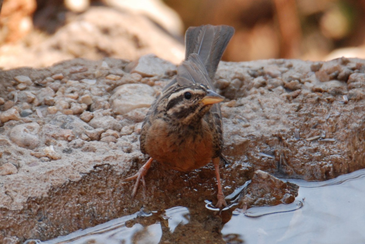 Cinnamon-breasted Bunting - ML73532301
