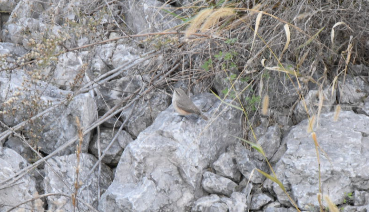 Rock Wren - ML73533031