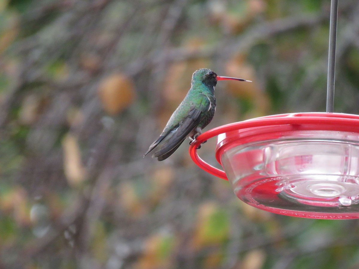Broad-billed Hummingbird - Simon Thornhill