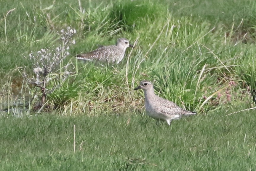 Black-bellied Plover - ML73533661