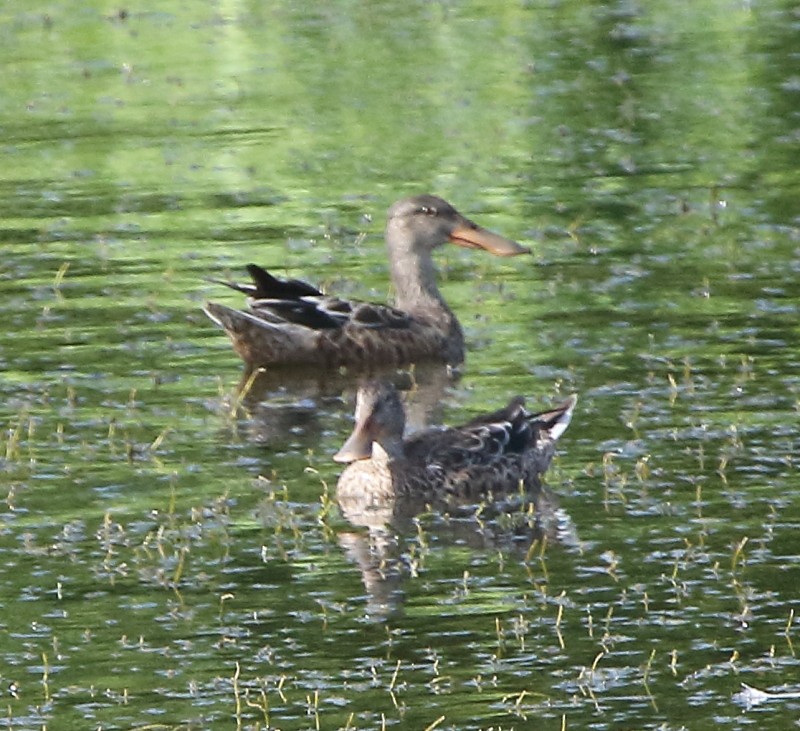 Northern Shoveler - Joseph Mancuso