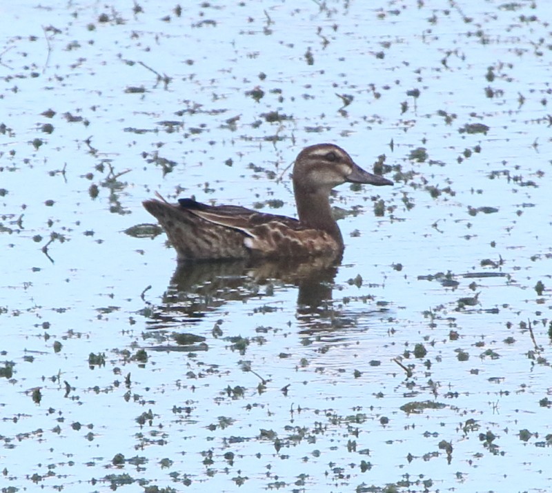 Garganey - ML73534131
