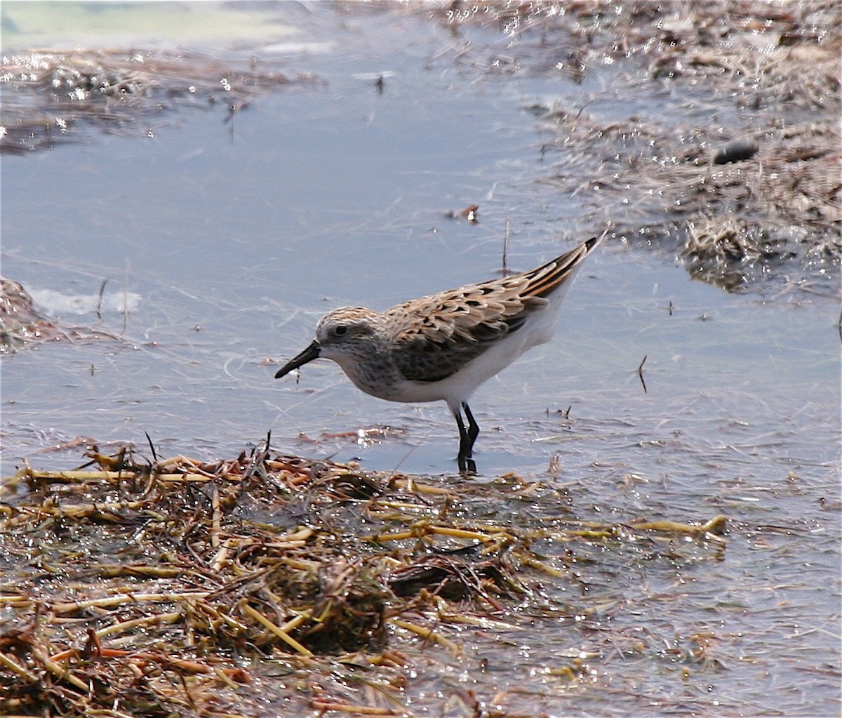 Semipalmated Sandpiper - ML73534891