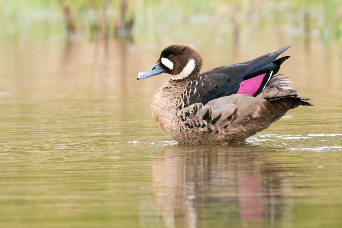 Spectacled Duck - Claudia Brasileiro
