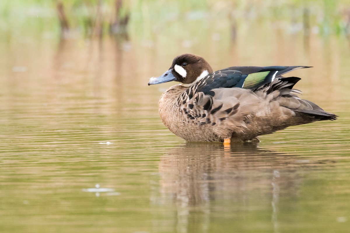 Spectacled Duck - Claudia Brasileiro