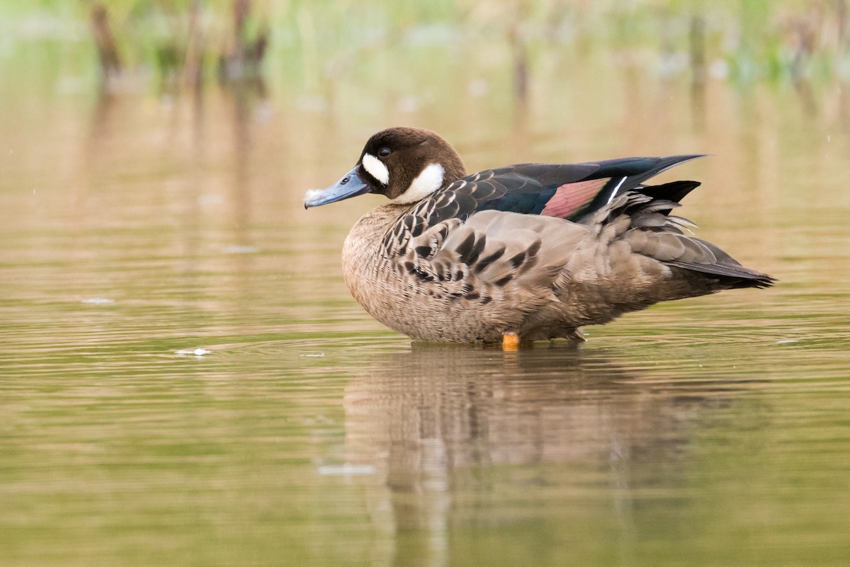 Spectacled Duck - Claudia Brasileiro