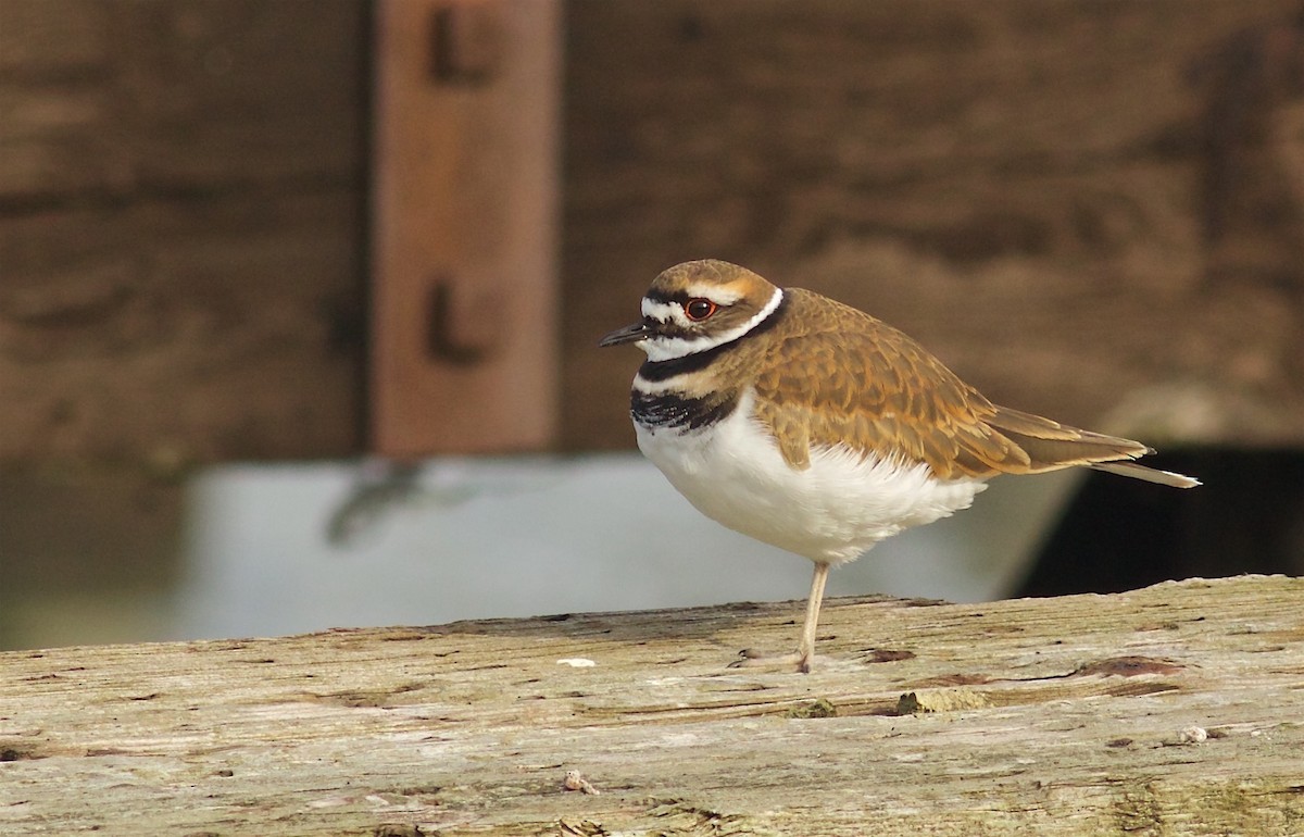 Killdeer - Kathryn Keith