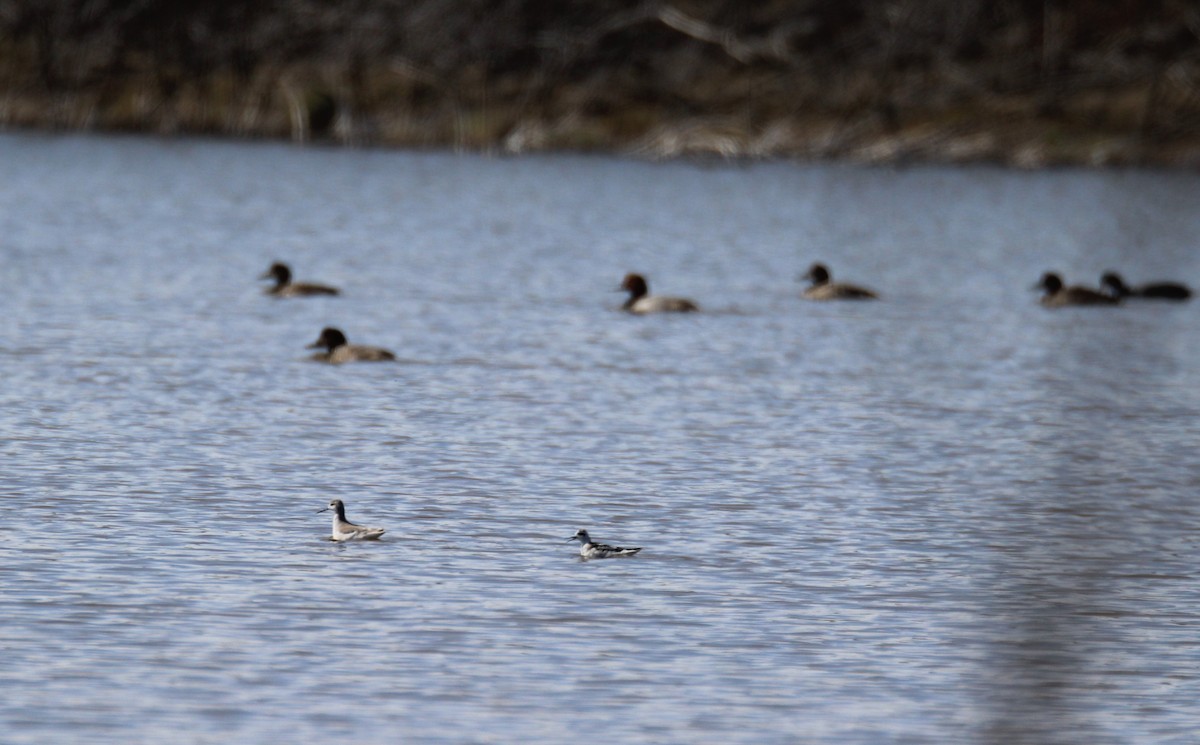 Wilson's Phalarope - ML73537941