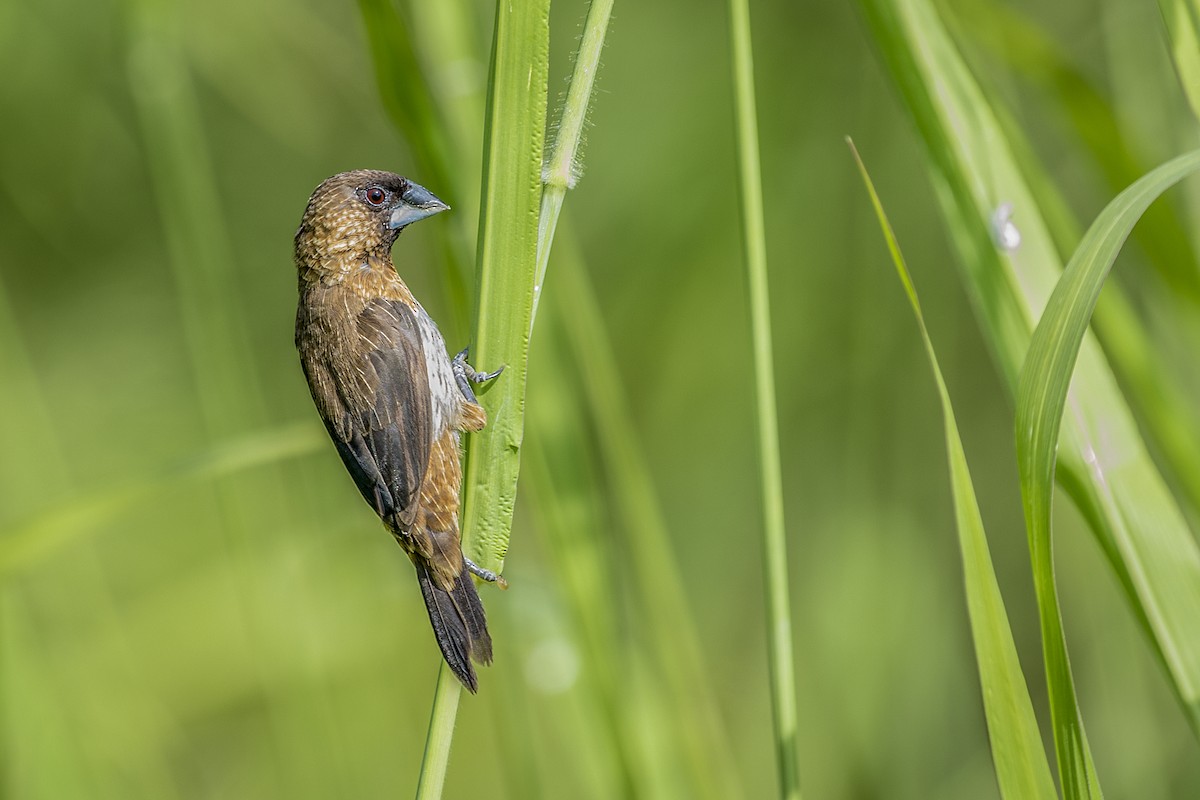 White-rumped Munia - John Clough