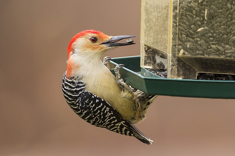 Red-bellied Woodpecker - Gerald Romanchuk