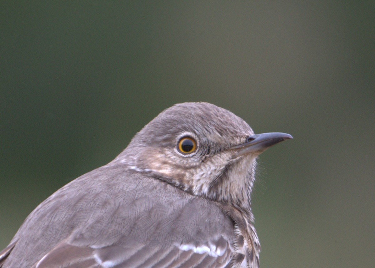 Sage Thrasher - ML73544981