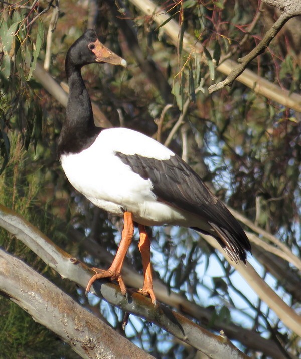 Magpie Goose - George and Teresa Baker