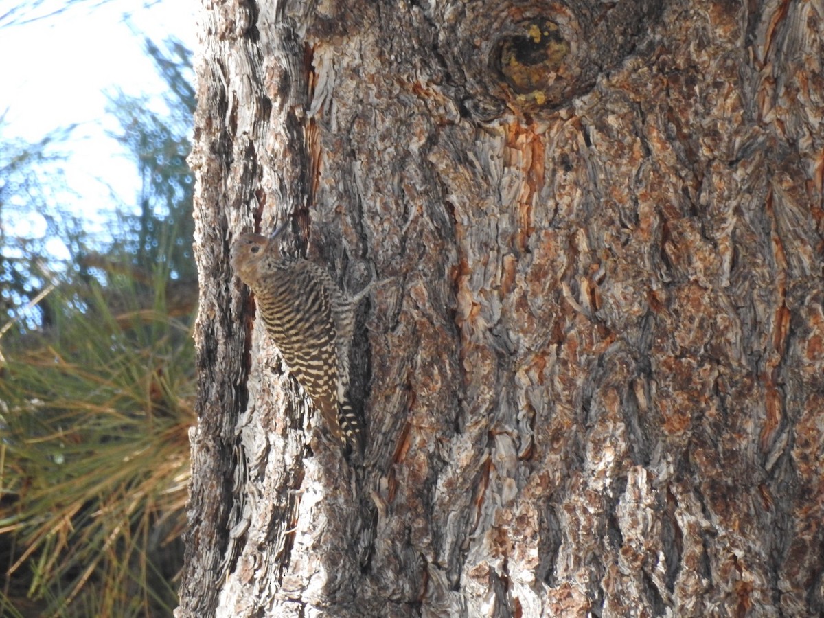 Williamson's Sapsucker - ML73546571