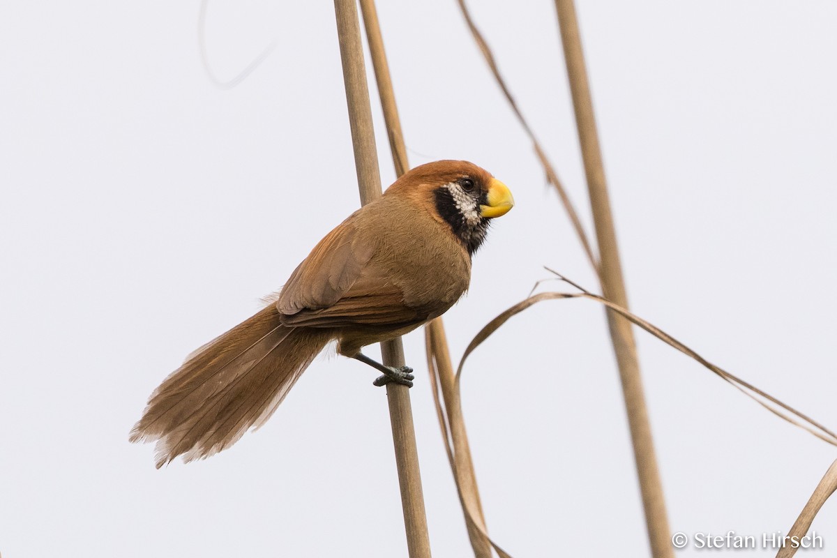 Black-breasted Parrotbill - Stefan Hirsch