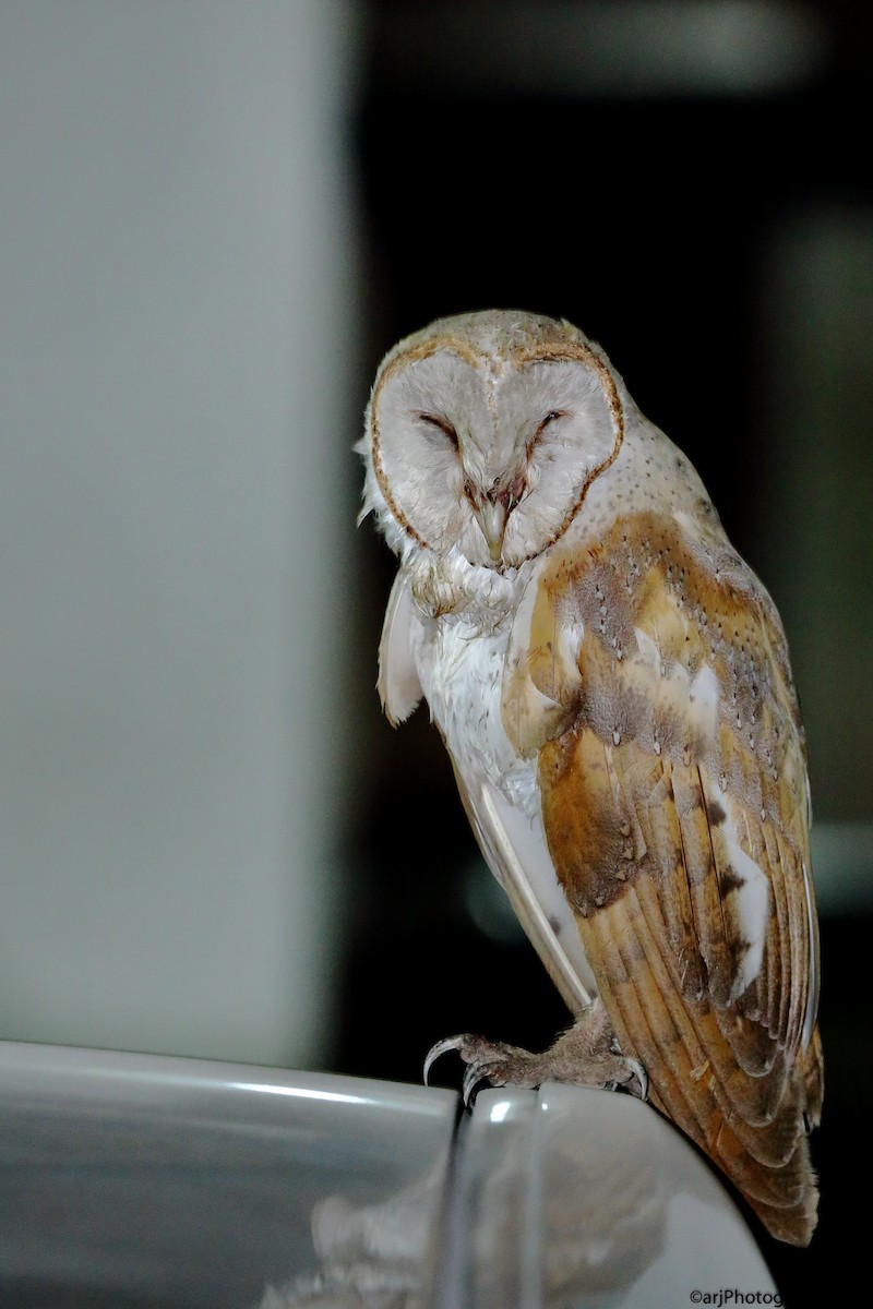 Eastern Barn Owl - Rahul  Singh