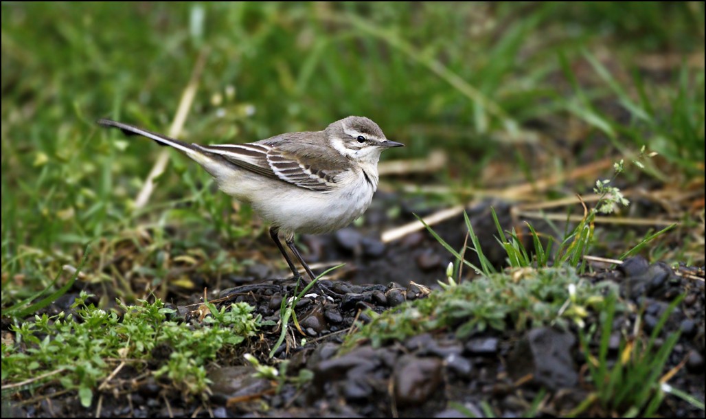 Western Yellow Wagtail - ML73548871