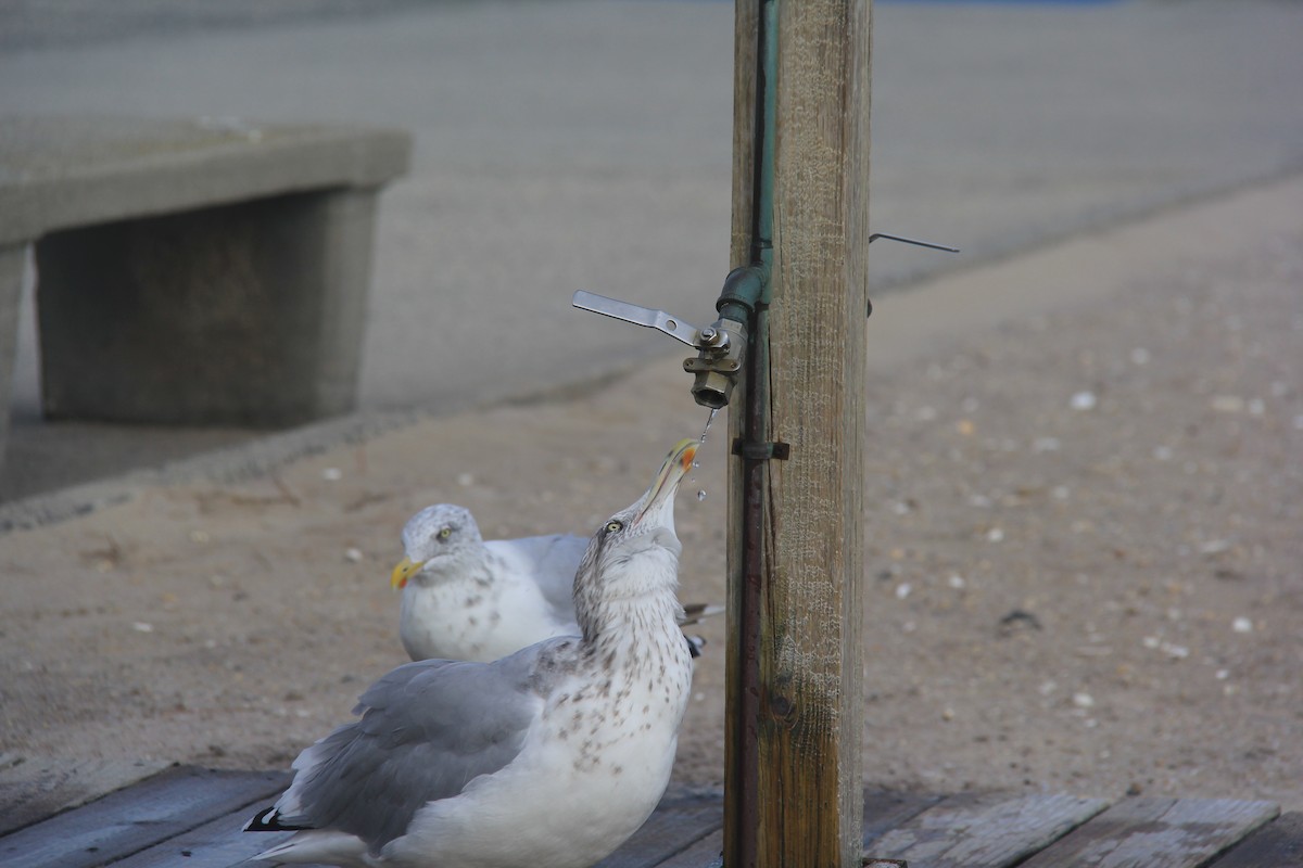 Herring Gull - ML73549531