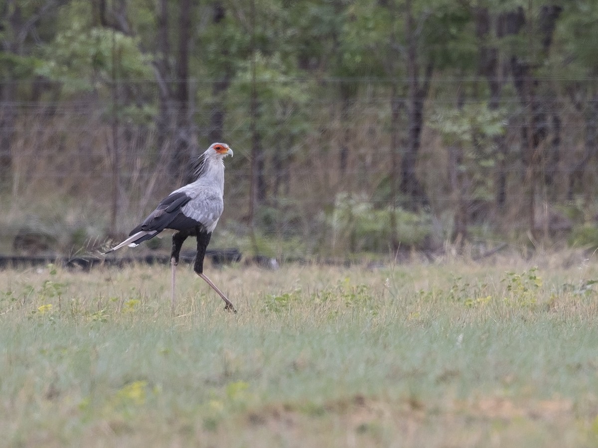 Secretarybird - ML73549621