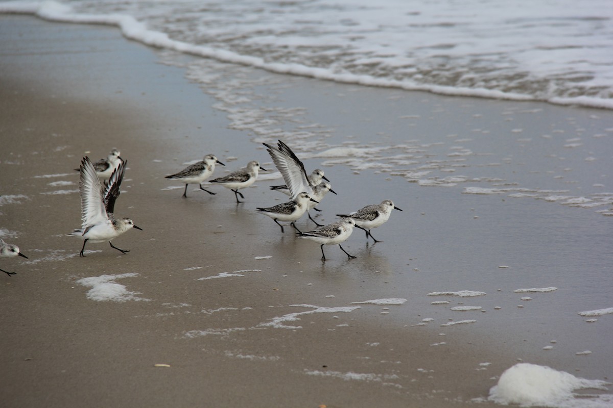 Sanderling - ML73549851