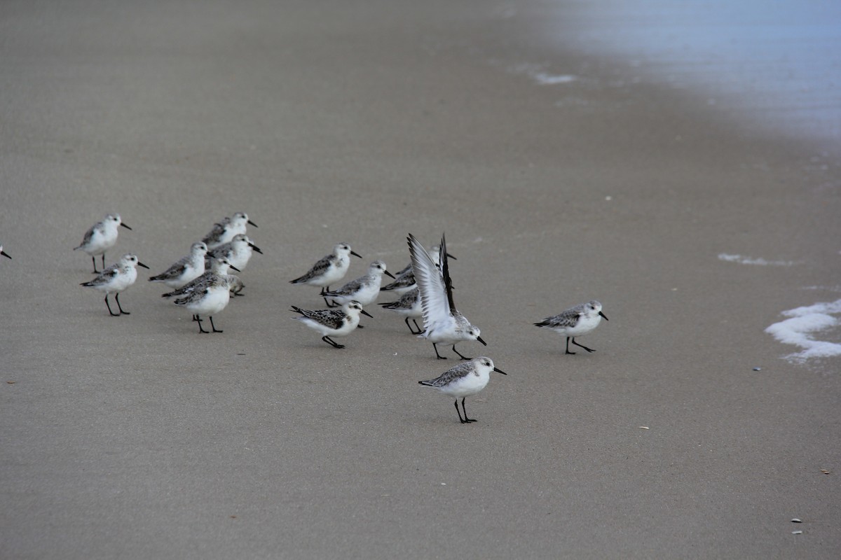 Sanderling - ML73549861