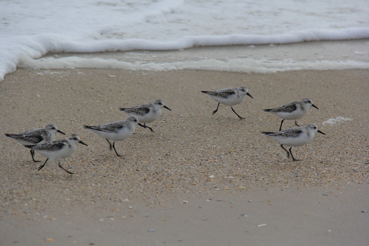 Sanderling - ML73549881