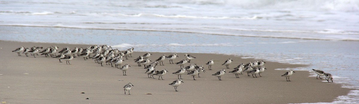 Sanderling - Stefan Mutchnick