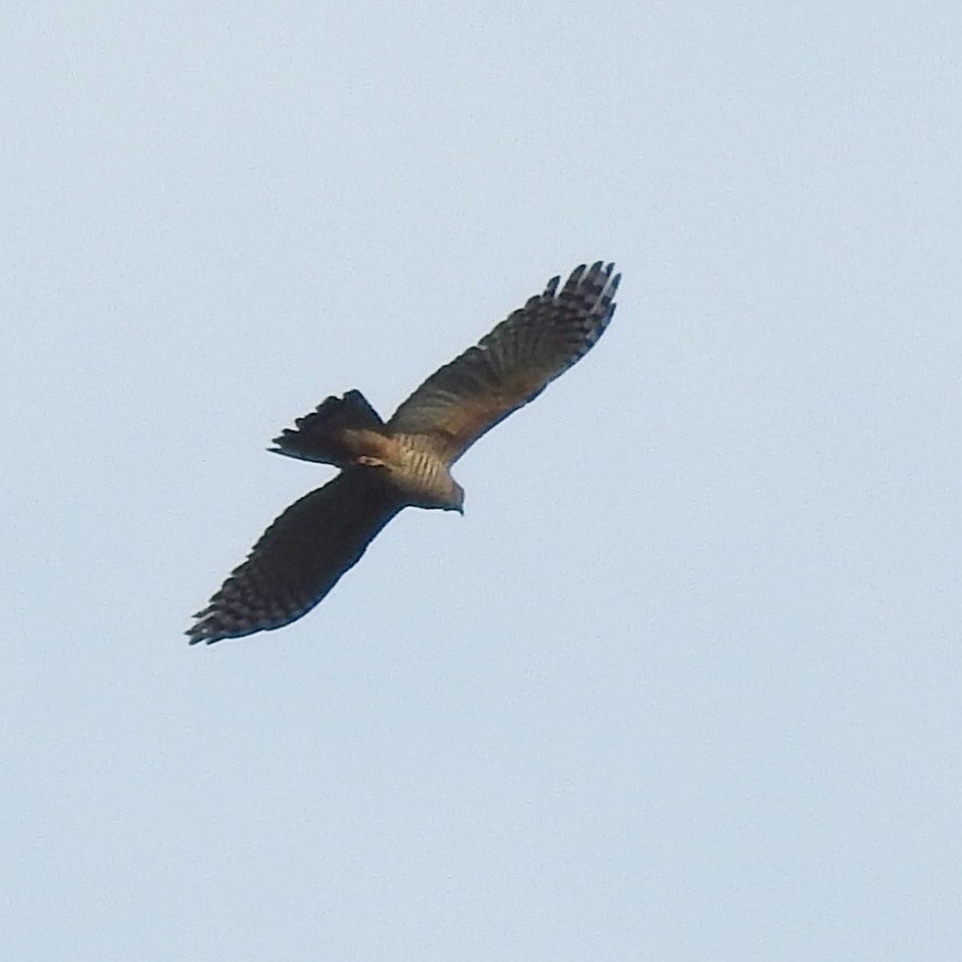 Pacific Baza - ML73549931