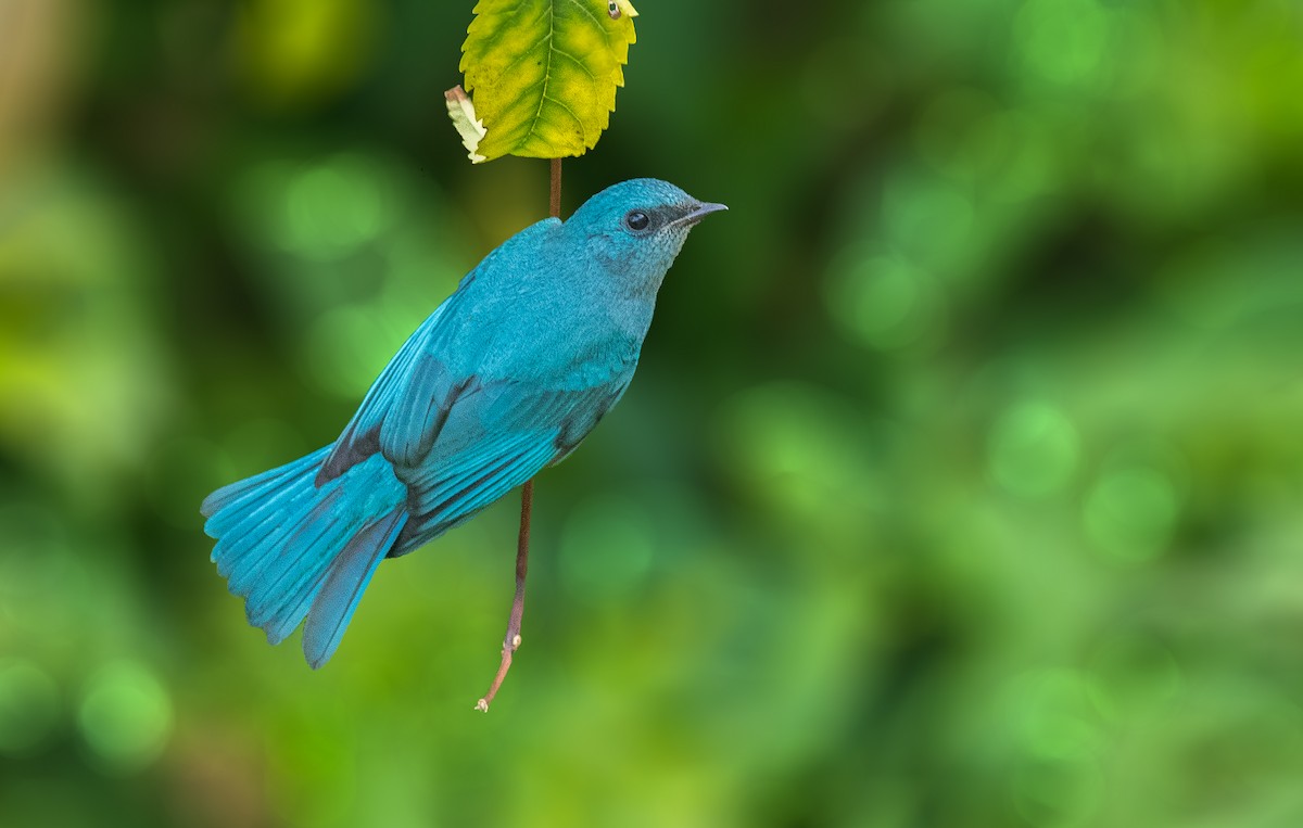 Verditer Flycatcher - abhishek ravindra