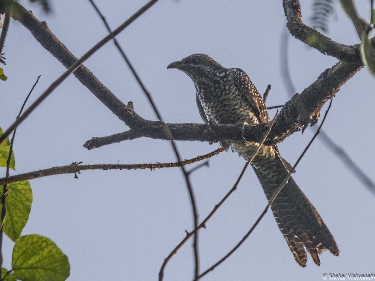 Asian Koel - ML73551551