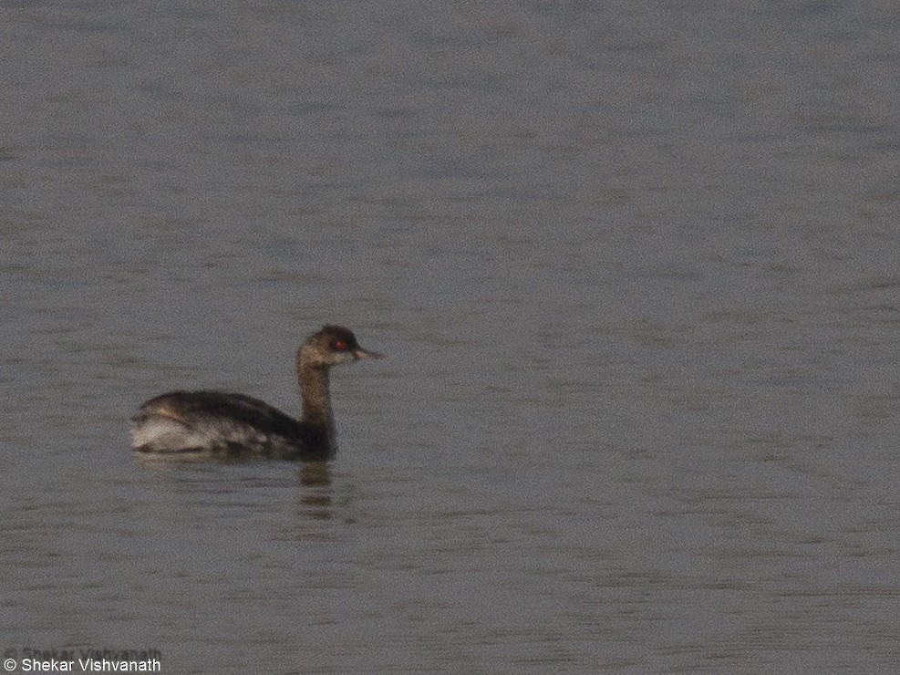 Eared Grebe - ML73552021