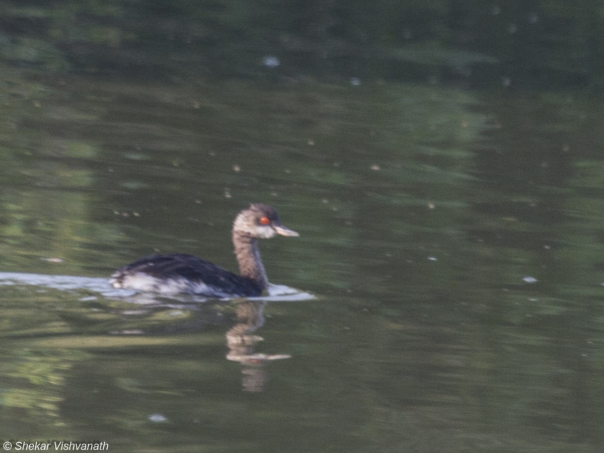 Eared Grebe - ML73552051