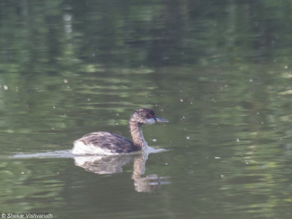 Eared Grebe - Shekar Vishvanath