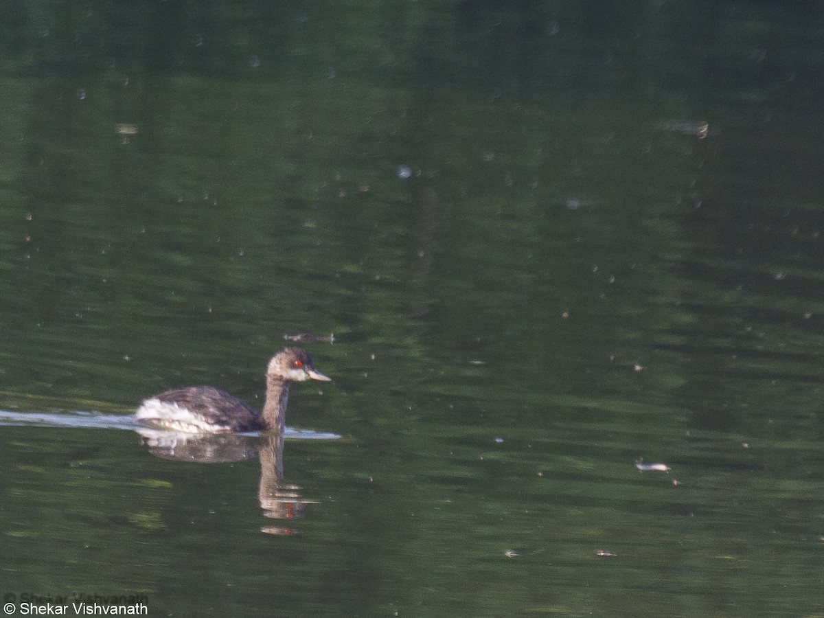 Eared Grebe - Shekar Vishvanath